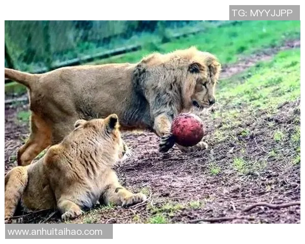 动物界的足球明星大盘点谁是绿茵场上的最佳球员